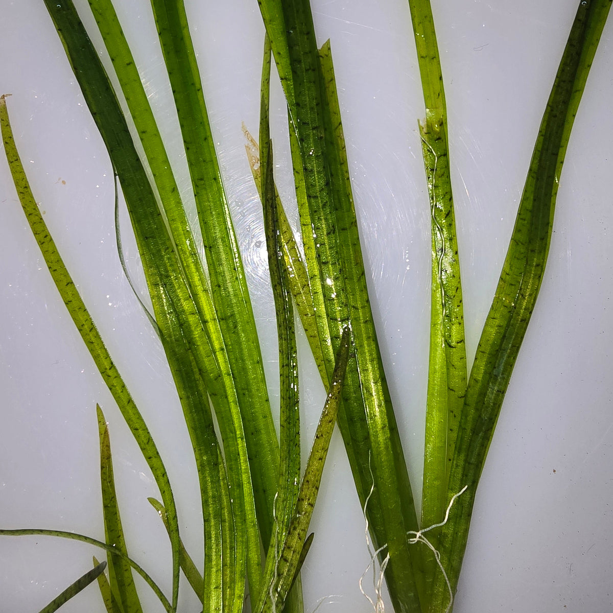 Tiger Vallisneria