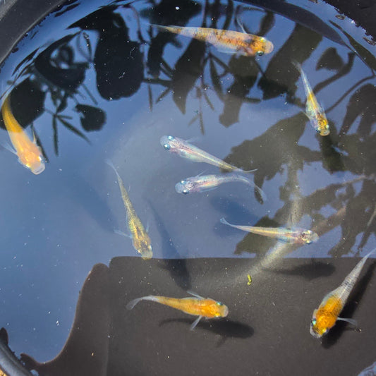 Tri Colour Medaka in a bowl in the sun