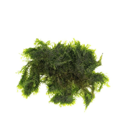 US Fissidens Moss on a white background