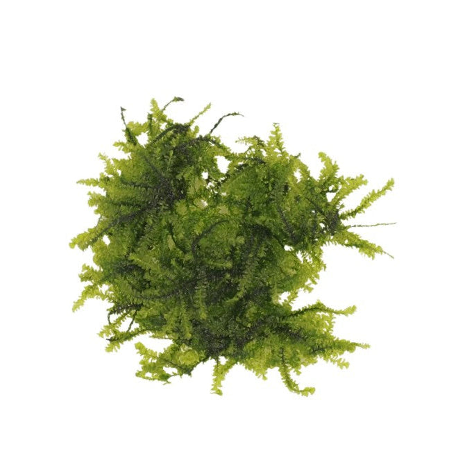 Weeping Moss