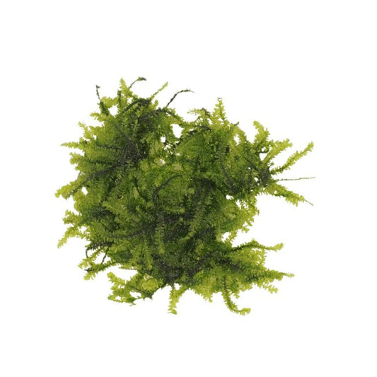 Green Weeping Moss on white background 