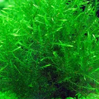 Willow Moss - Fontinalis antipyretica