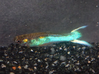 Endler's livebearer - Poecilia Wingei - Assorted Males only