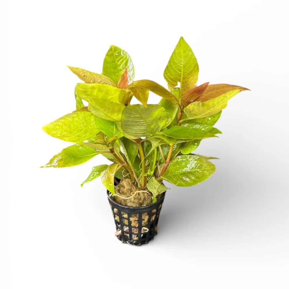 Hygrophila Corymbosa 'Compact'