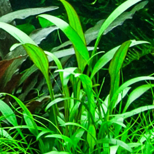 Close-up of green aquatic plants with a dark background