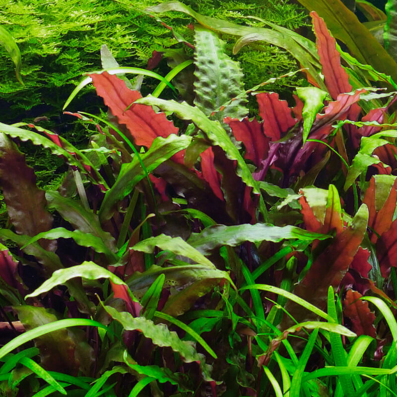 Colorful aquatic plants with red, green, and purple leaves in an aquarium setting.