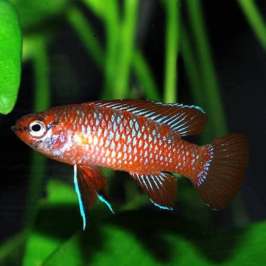 Scarlet Badis - Dario Dario