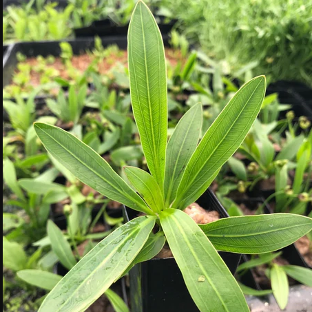 Echinodorus Horemanii Sword