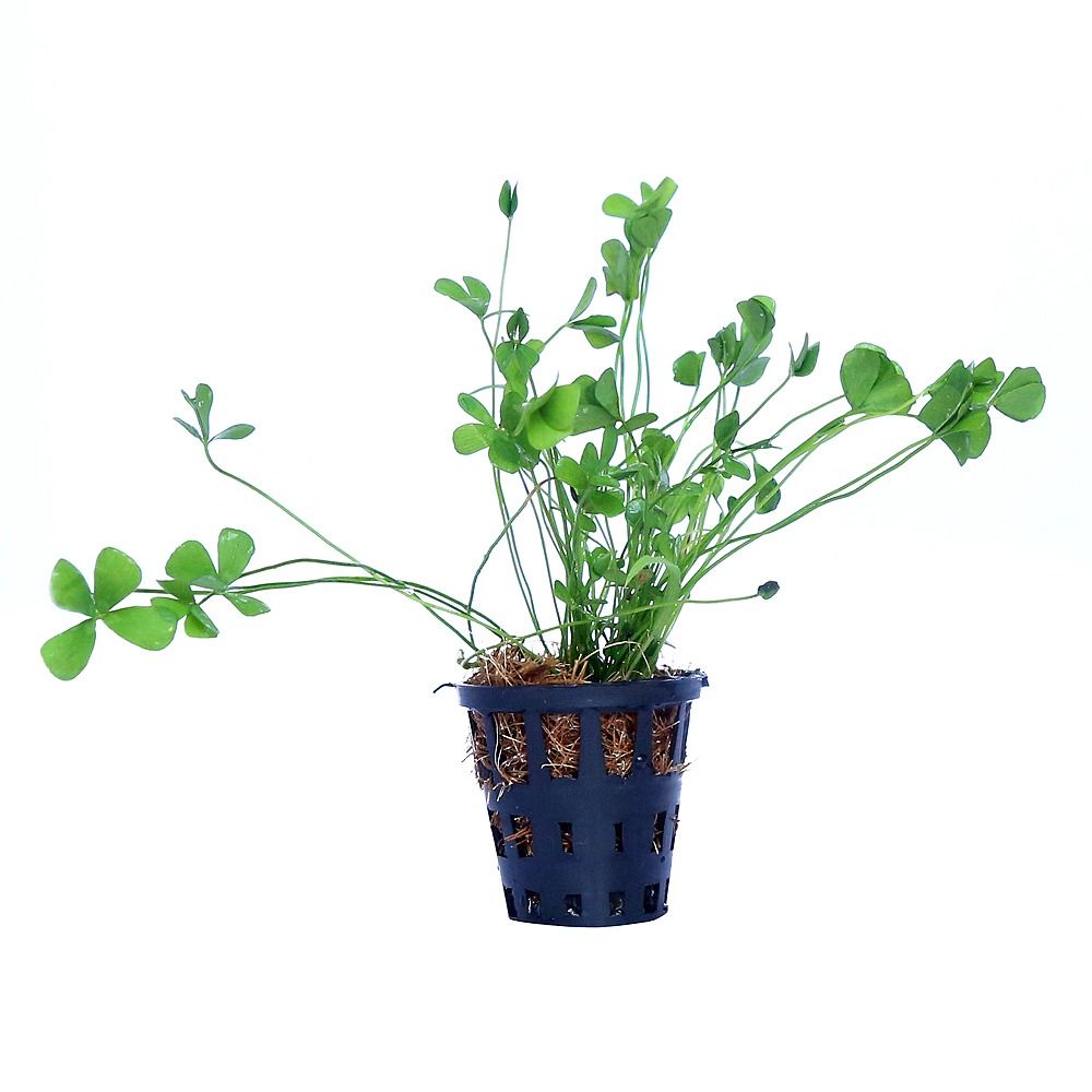 Marsilea Hirsuta