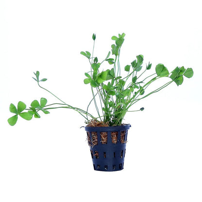 Marsilea Hirsuta