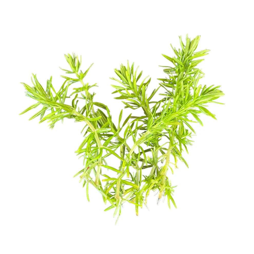 Green Pogostemon erectus stems on white background