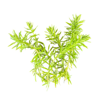 Green Pogostemon erectus stems on white background