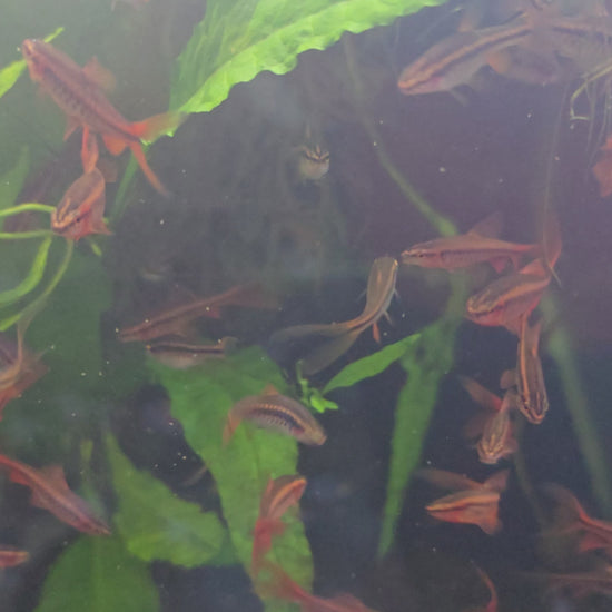 Longfin Cherry Barb - Puntius Titteya