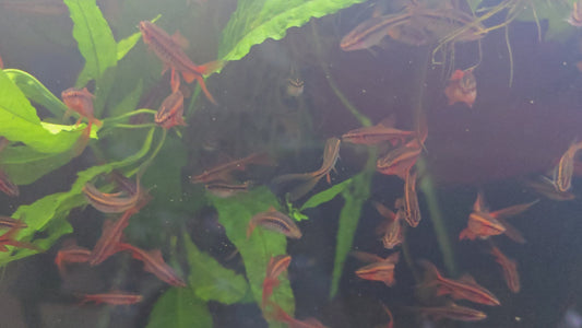 Longfin Cherry Barb - Puntius Titteya