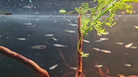 Norman's Lampeye Killifish