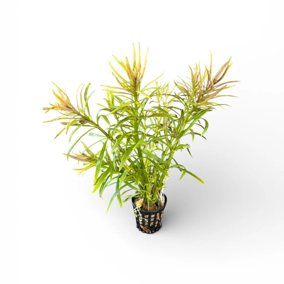 Eusteralis Stellata