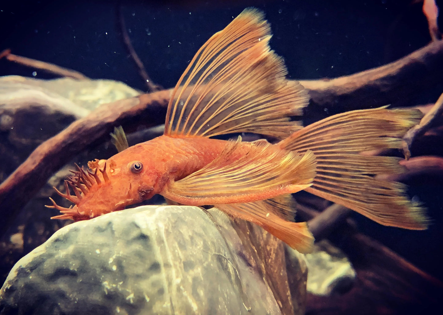 super red bristle nose long fin on rock