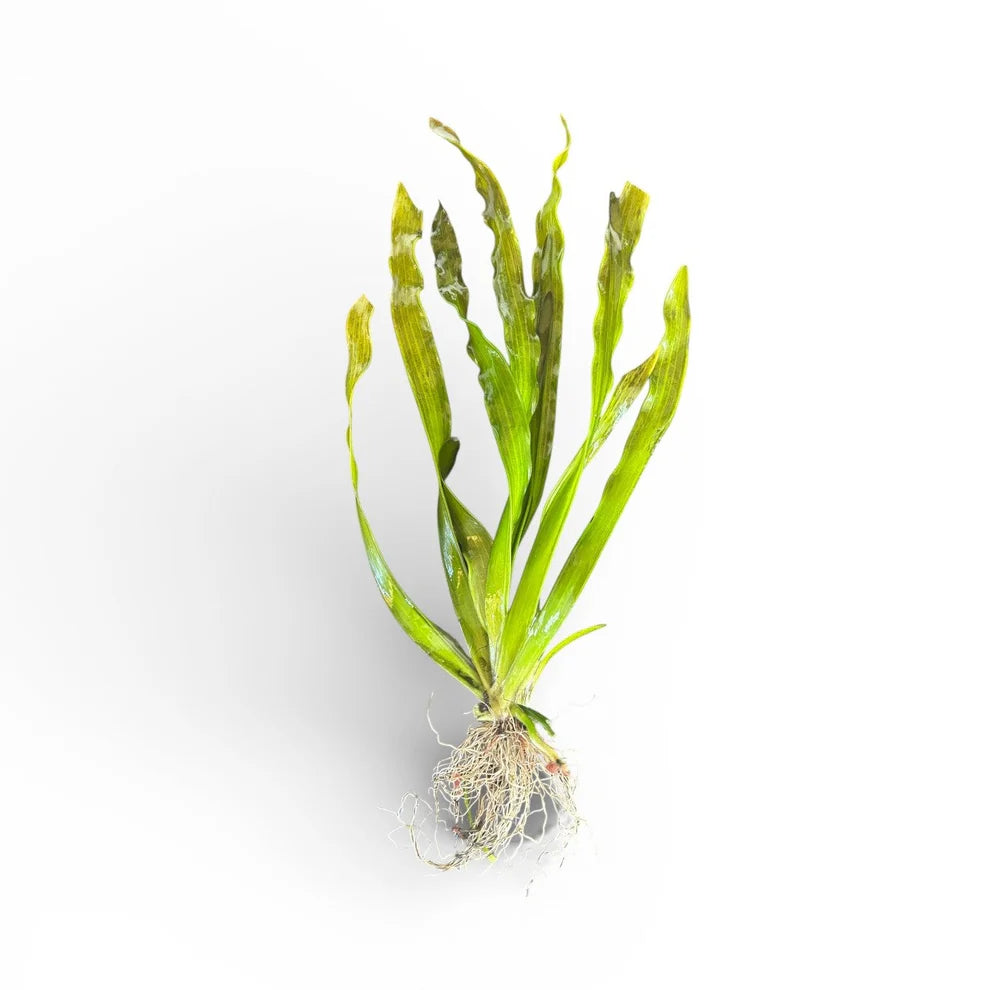 Vallisneria Giant