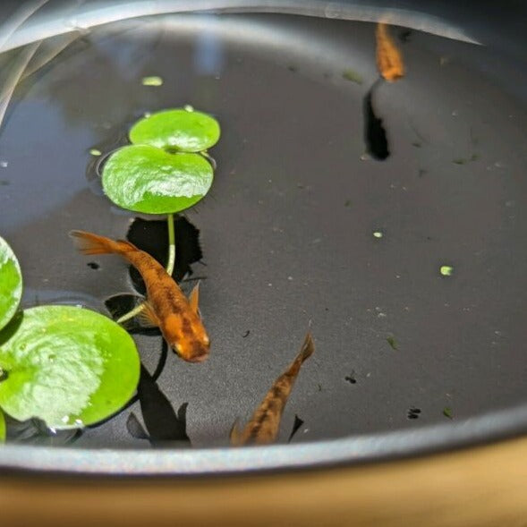 Madeca Fish Medaka Rice Fish for Sale | Seasonal, Outdoor-Bred in QLD