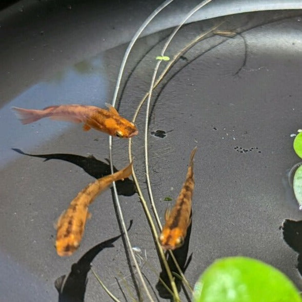 Tiger Medaka for Sale | Hand Picked Aquatics