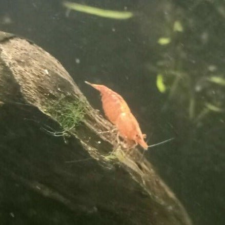 Australian Ninja chameleon shrimp display in different colours 