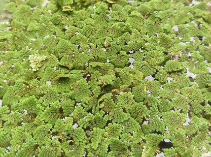 Plant - Azolla