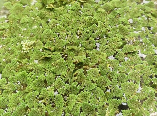 Plant - Azolla