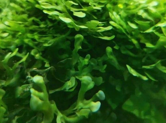Plant - Subwassertang - Fresh Water Seaweed