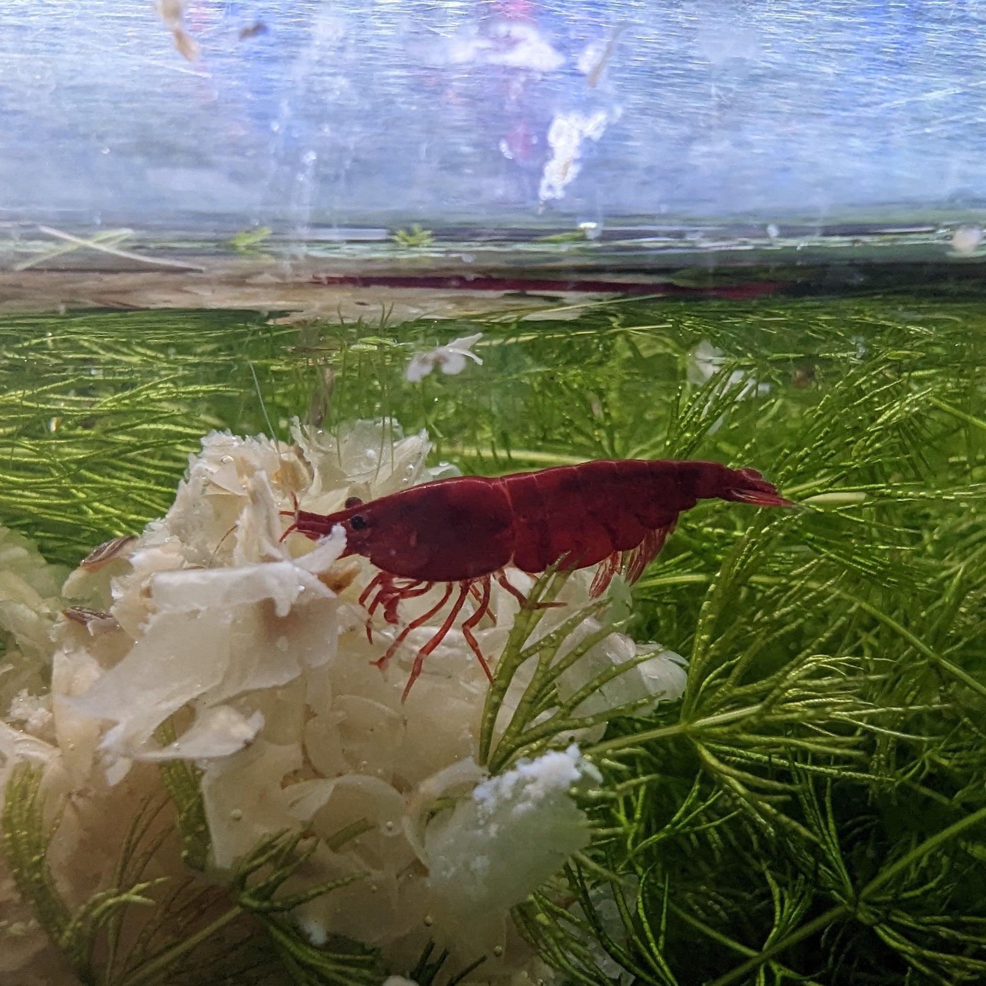 Bloody Mary Shrimp grasing of shrimp snow on top of green plants 