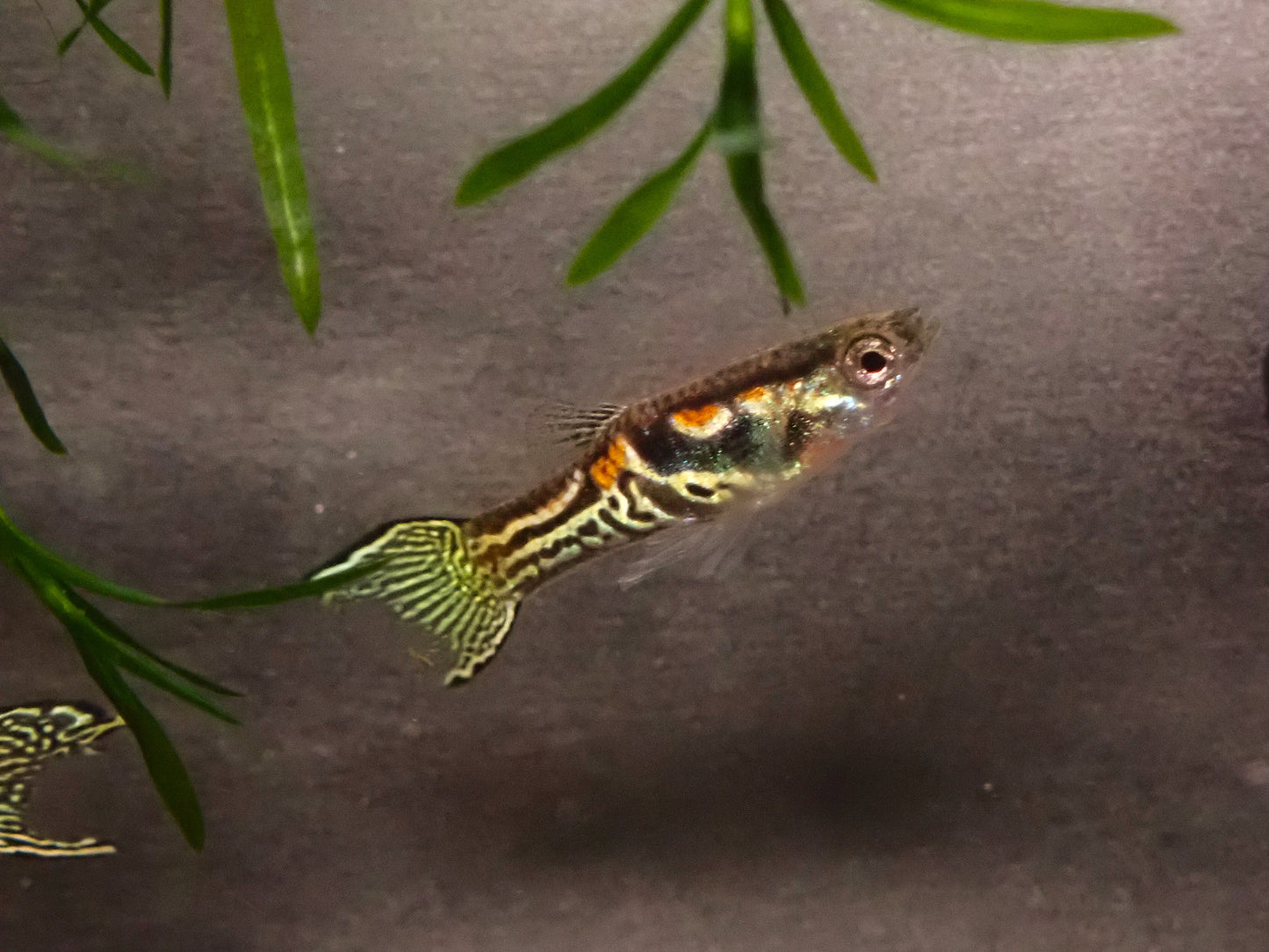 Endler's livebearer - Poecilia Wingei - Sunburst Green Cobra