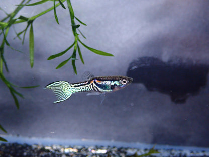 Endler's livebearer - Poecilia Wingei - Sunburst Green Cobra