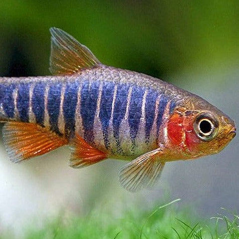 Tiger Danio Fish