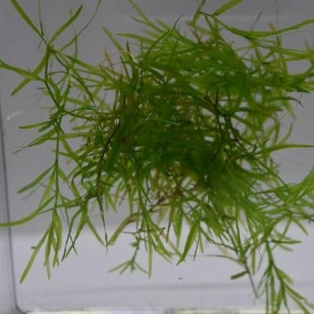 A handful of guppy grass, najas guadalupensis, with green thread-like leaves, intended for use in aquariums.
