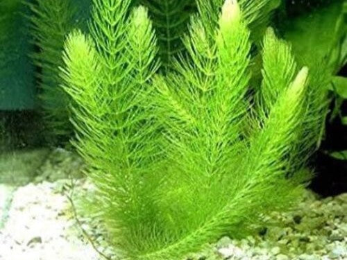 Plant - Hornwort - Ceratophyllum Demersum