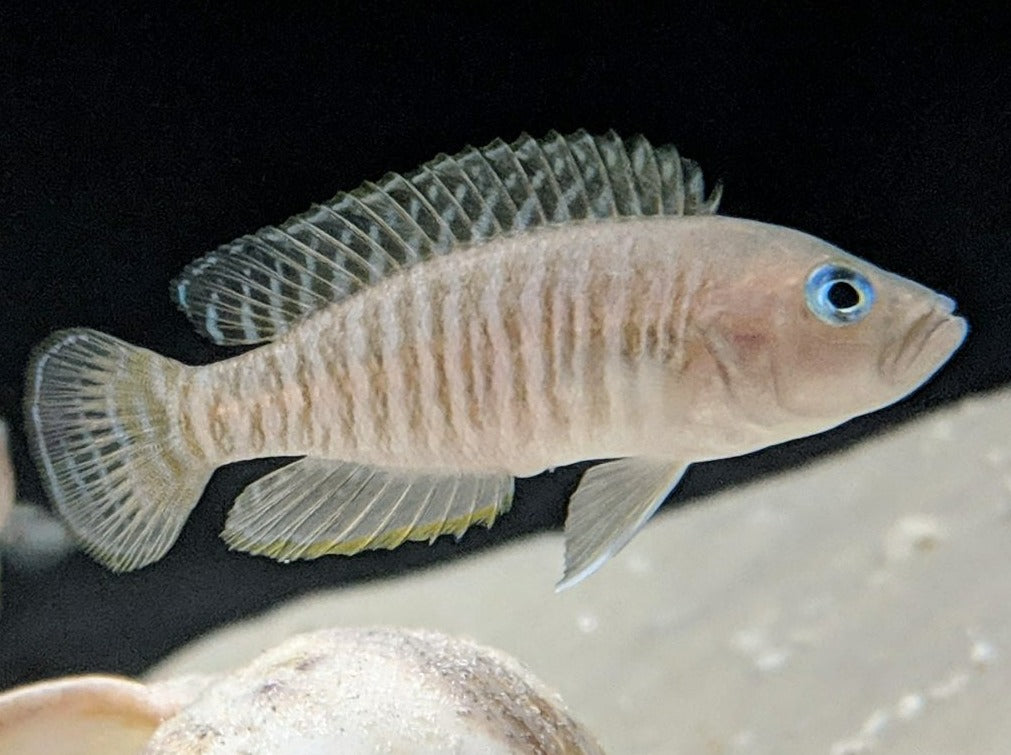 Neolamprologus Multifasciatus - Multies