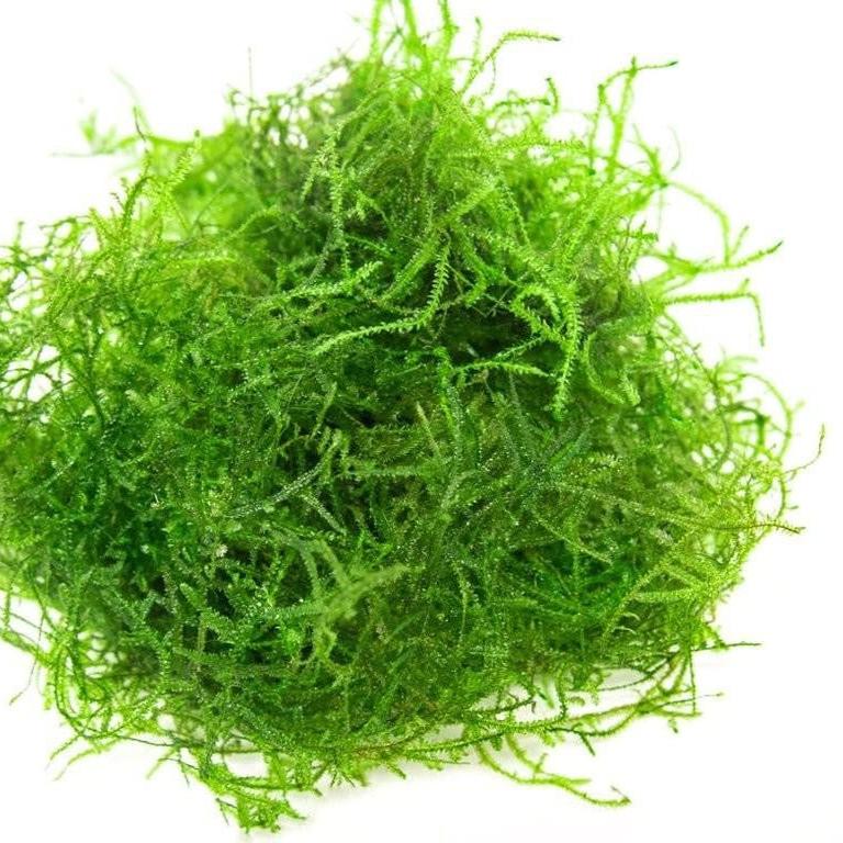Java Moss Phyllids Java Moss for Sale | Hand Picked Aquatics