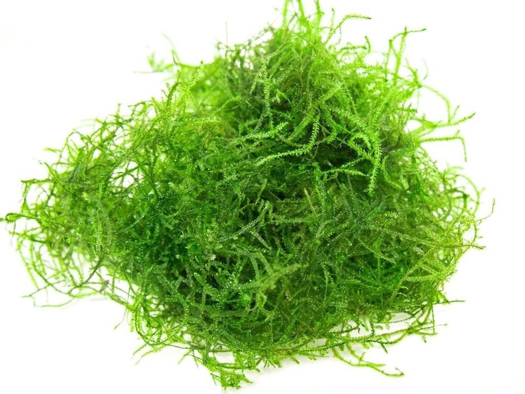 Plant - Java Moss -Taxiphyllum barbieri