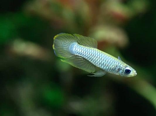 Norman's Lampeye Killifish