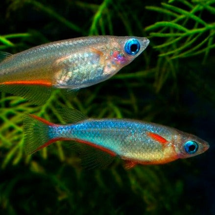 Two Daisy's Ricefish or Neon Blue Ricefish, Male at the bottom and female at the top.