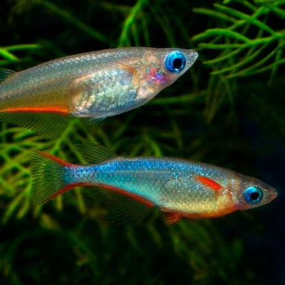 Two Daisy's Ricefish or Neon Blue Ricefish, Male at the bottom and female at the top.