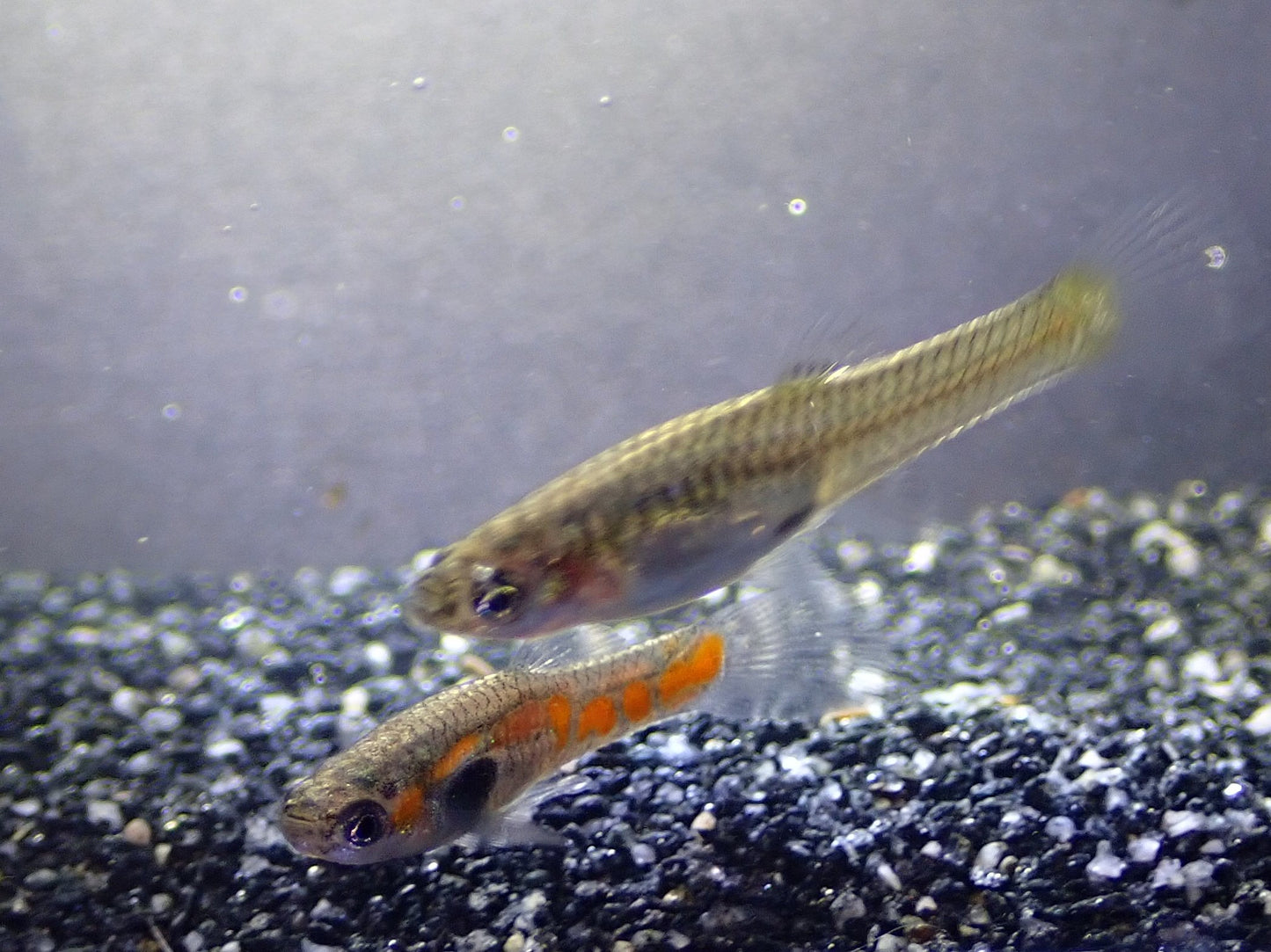 Endler's livebearer - Poecilia Wingei - Orange Spot