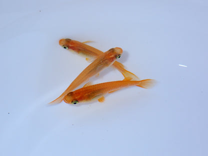 Medaka, Yokihi, Orange Medaka - Japanese Rice Fish - Oryzias Latipes