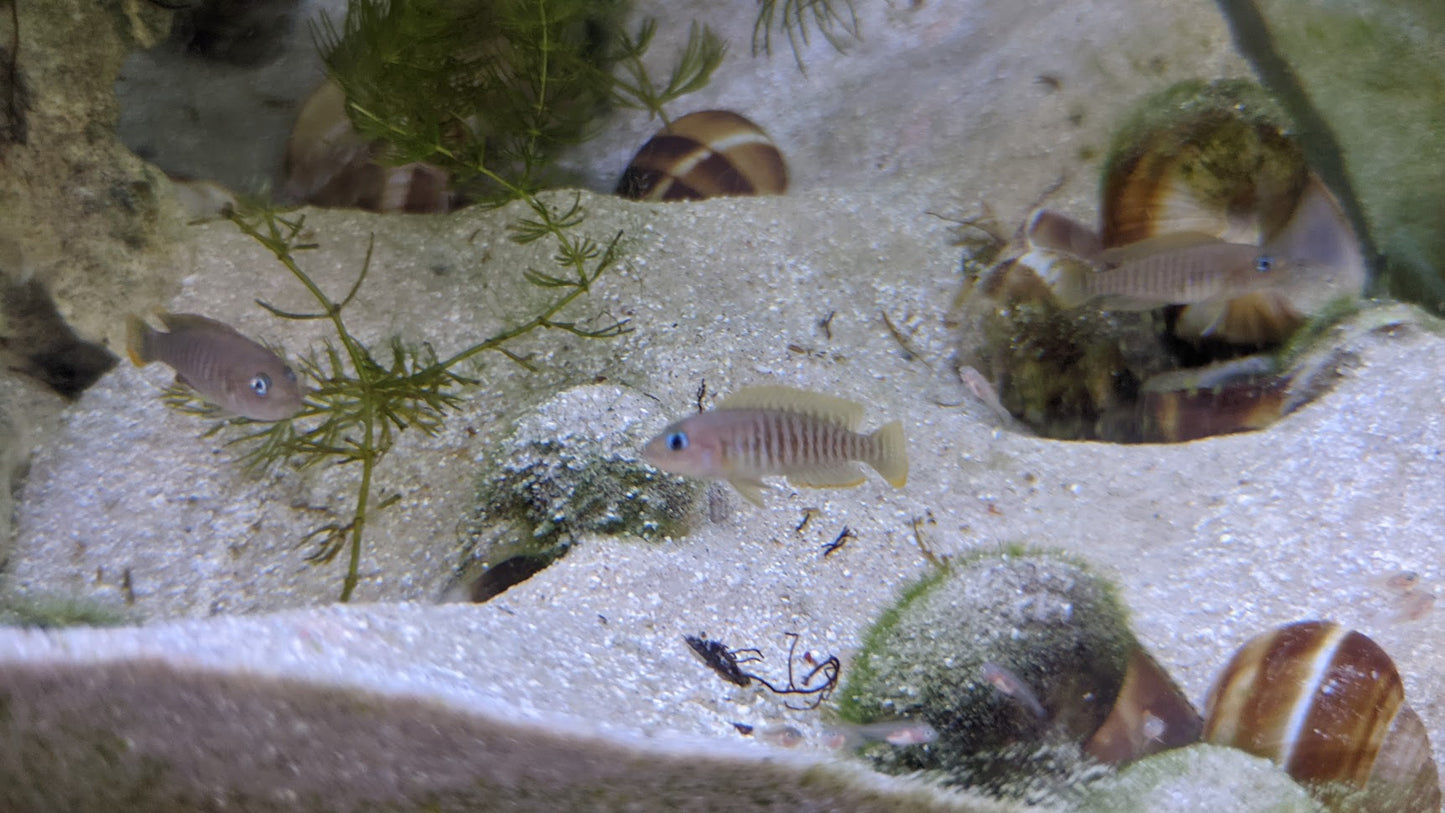 Neolamprologus Multifasciatus - Multies