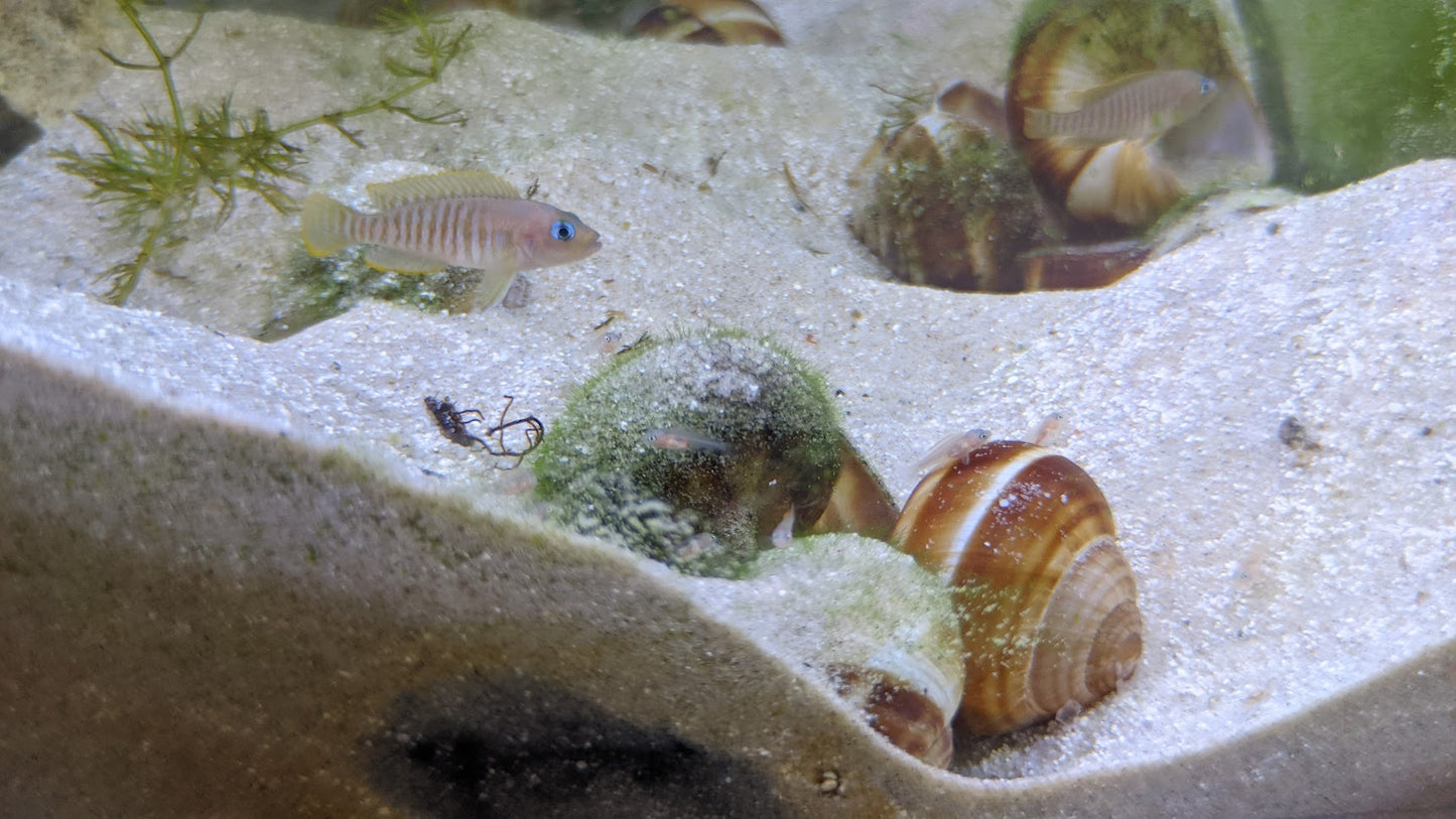 Neolamprologus Multifasciatus - Multies