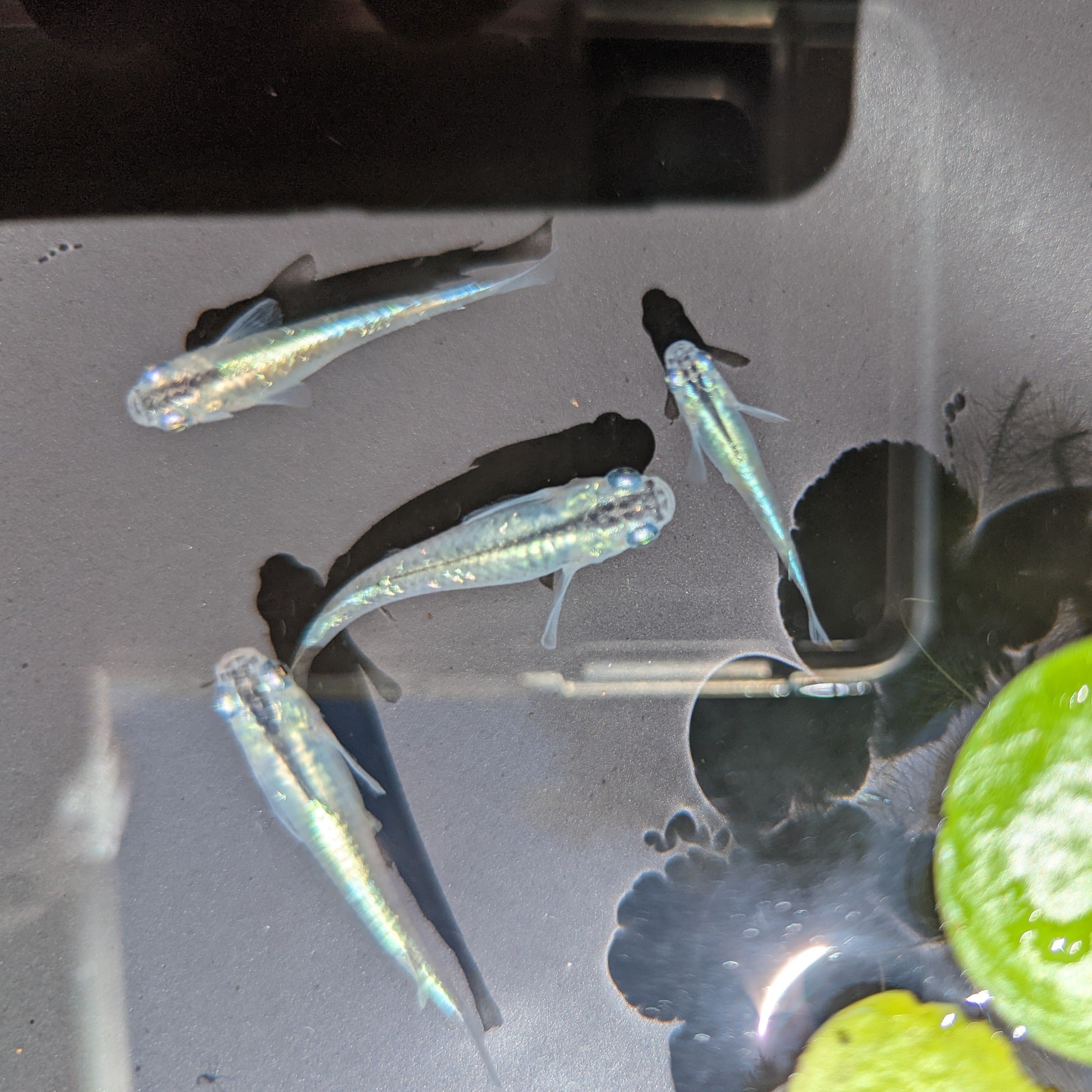 Madeca Fish Medaka Fish – Hand Picked Aquatics