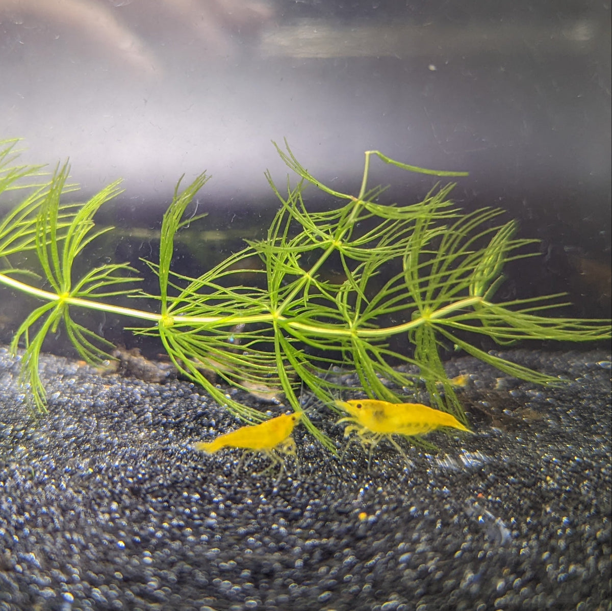 Yellow Cherry Shrimp on black sand with a piece of hornwort 
