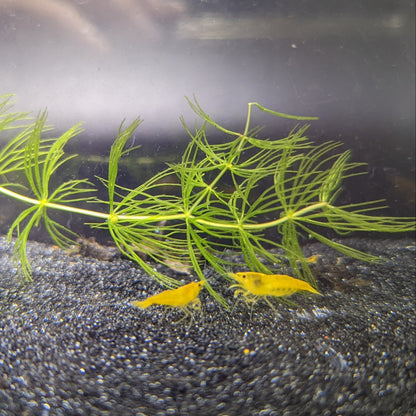 Yellow Cherry Shrimp on black sand with a piece of hornwort 