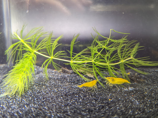 Yellow Cherry Shrimp on black sand with a piece of hornwort 