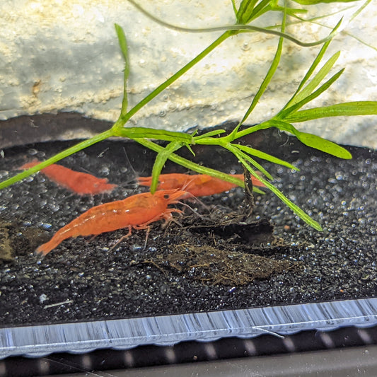 Three fire red cherry shrimp on black sand and a piece of guppy grass in the foreground and a large cream rock in the back ground