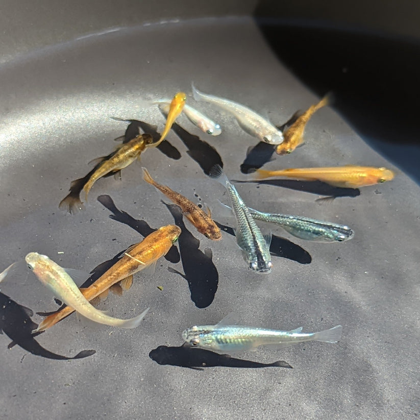 Medaka, Lame Red Gold Medaka - Japanese Rice Fish – HPA